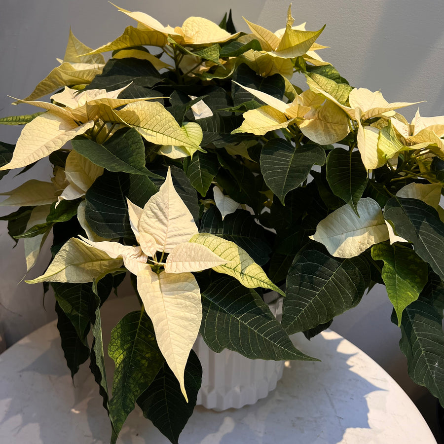 Poinsettia