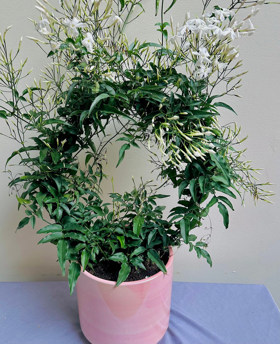 Jasmine Plant